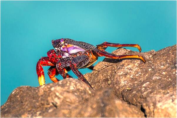 夢見媽媽生雙胞胎兒子雞雞很大是好的徵兆嗎_周公解夢官網