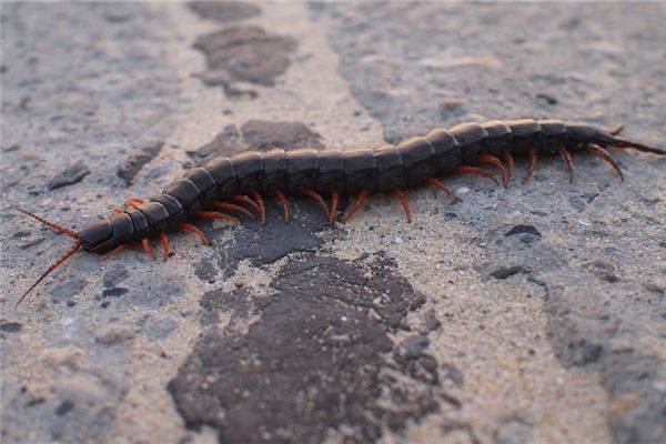 夢到蜈蚣是什麼意思_周公解夢