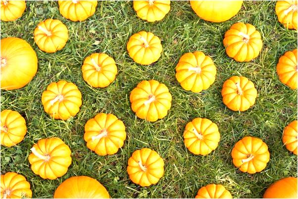 夢見魚頭魚子是什麼徵兆_周公解夢官網