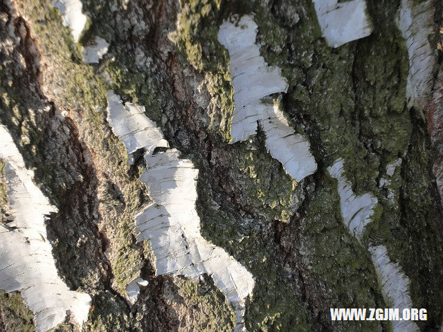 夢見好友死了_周公解夢夢到好友死了是什麼意思_做夢夢見好友死了好不好_周公解夢官網
