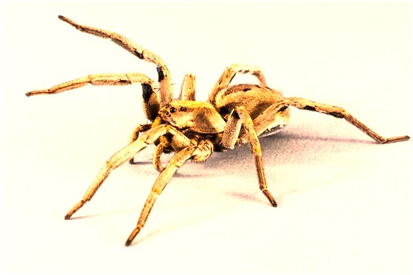 夢到自己老公重新娶媳婦是吉兆嗎?_周公解夢官網