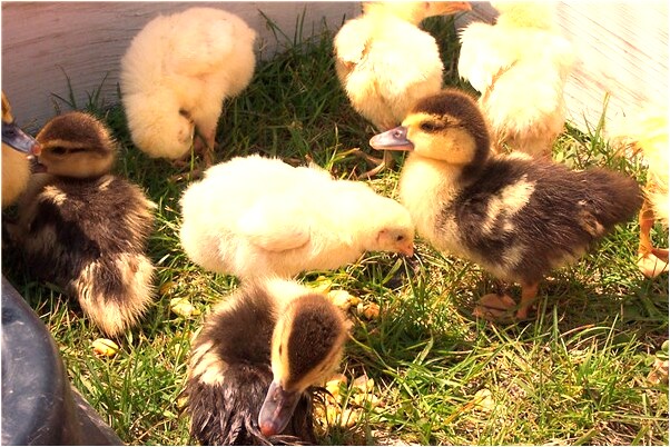 夢到沒有頭的死魚預示什麼_周公解夢官網