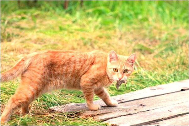 夢到女人打話男人接是什麼徵兆_周公解夢官網