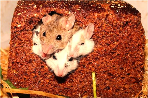 夢到屋裡進水有淤泥會怎么樣_周公解夢官網