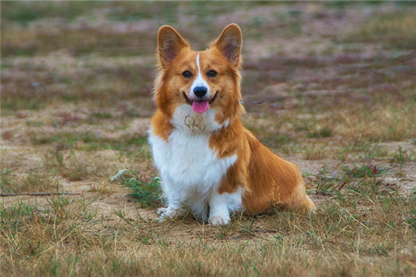 夢到被夠咬是什麼啟示_周公解夢