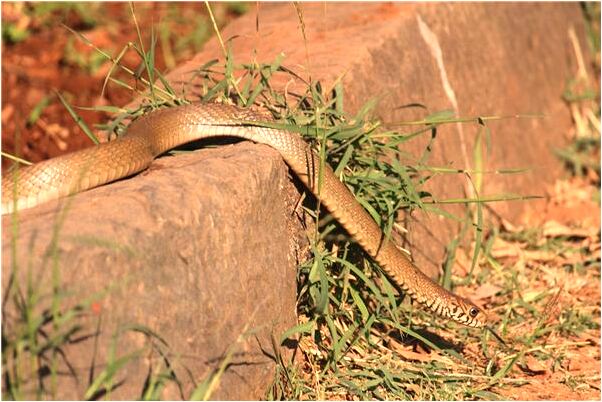 夢到了外甥從三樓掉下去代表什麼_周公解夢官網