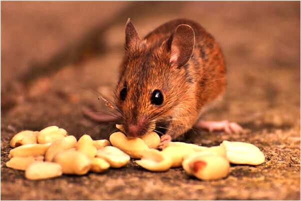 夢到了陪心愛的女人逛街代表什麼_周公解夢官網