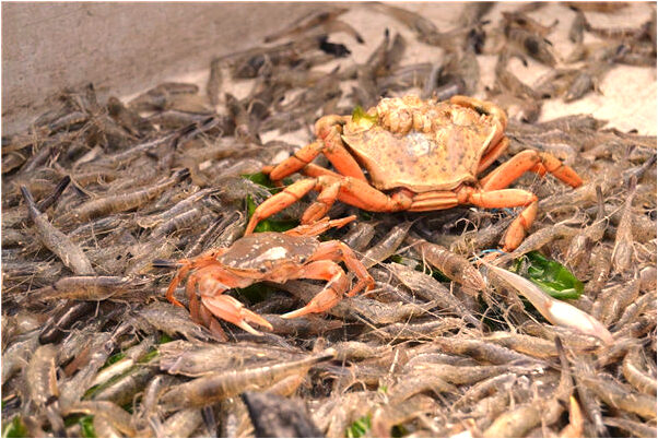 夢見抓到好多蝦有什麼說法_周公解夢官網