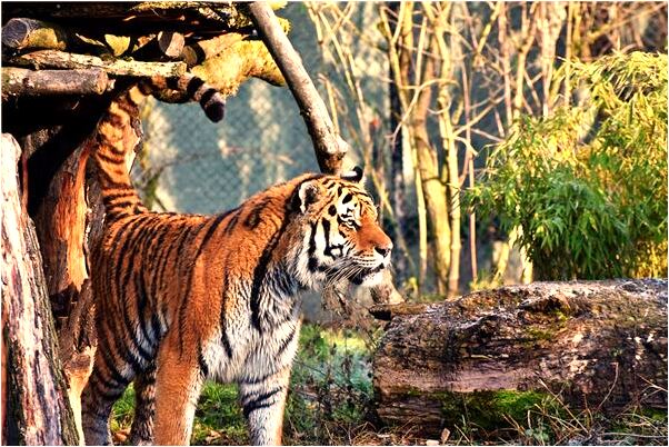 夢見我被狼咬我把狼打死會是什麼預兆_周公解夢官網