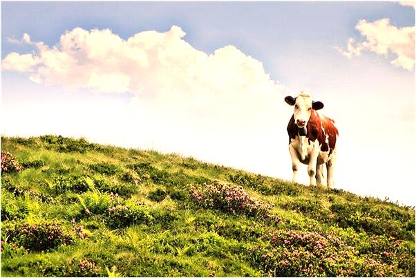 夢到了半個饃饃什麼寓意_周公解夢官網