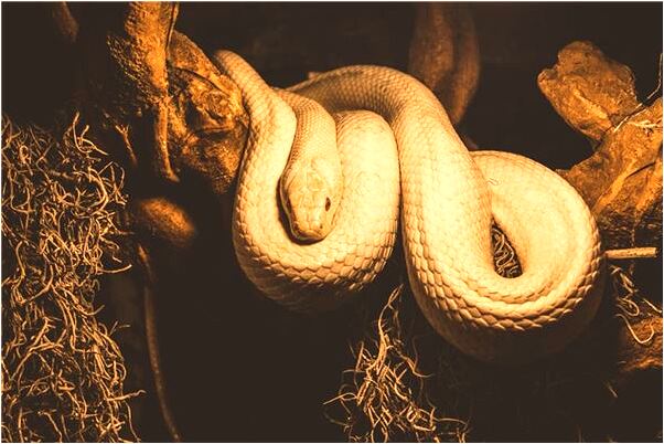 夢到了被奴役有什麼預示嗎_周公解夢官網