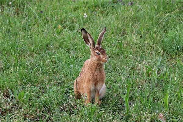 1999年生肖兔婚姻_十二生肖
