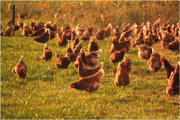 夢見母親殺我會是什麼預兆_周公解夢官網