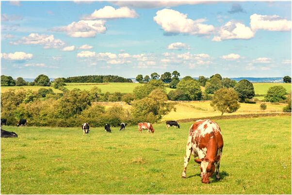 夢見陰天轉晴禾苗長齊代表著什麼_周公解夢官網