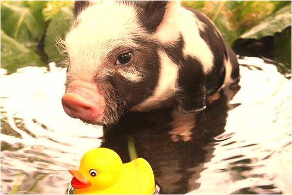 夢到了自己額頭中了兩槍是怎么回事_周公解夢官網