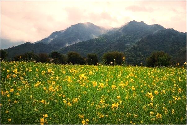 夢到了嫖妓被衙役抓但逃脫是吉兆嗎?_周公解夢官網