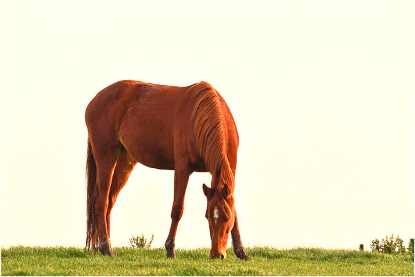 夢到大樹擋住種田啥意思_周公解夢官網