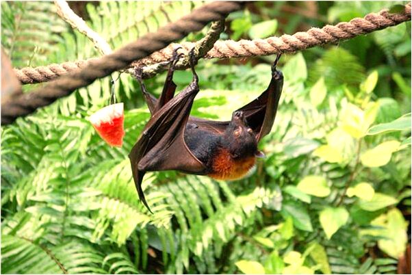 夢到夾在樹中間下不來是怎么回事_周公解夢官網