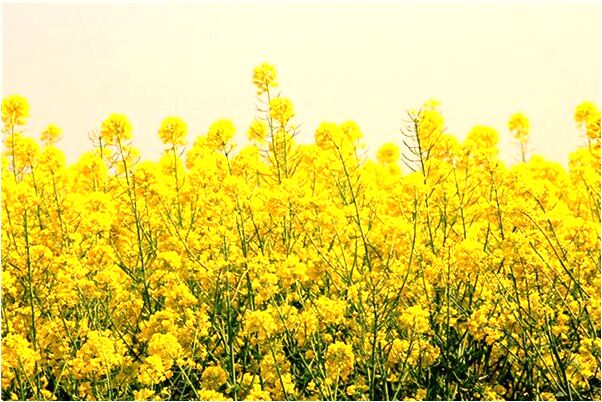 夢到在樓頂洗菜是什麼意思_周公解夢官網