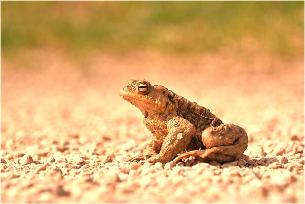 夢到了自家墳上有溫順蛇是什麼啟示_周公解夢官網