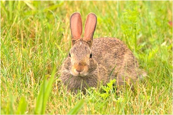 夢見我打了欺負我女朋友的人會是什麼預兆_周公解夢官網