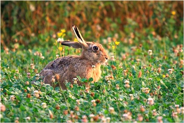 夢到了有個人拿刀追我是凶兆還是吉兆_周公解夢官網
