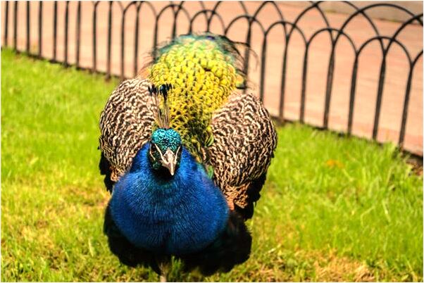 夢到猴子尖叫是什麼預兆_周公解夢官網