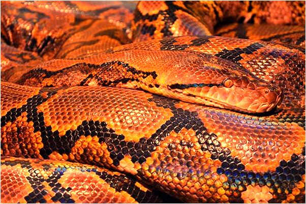 夢見河裡漂很多死狗代表著什麼_周公解夢官網