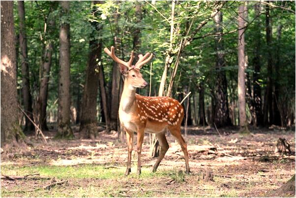 夢到腳趾脫落長新甲的預兆_周公解夢官網