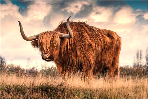 夢到與大明星做愛有什麼徵兆_周公解夢官網