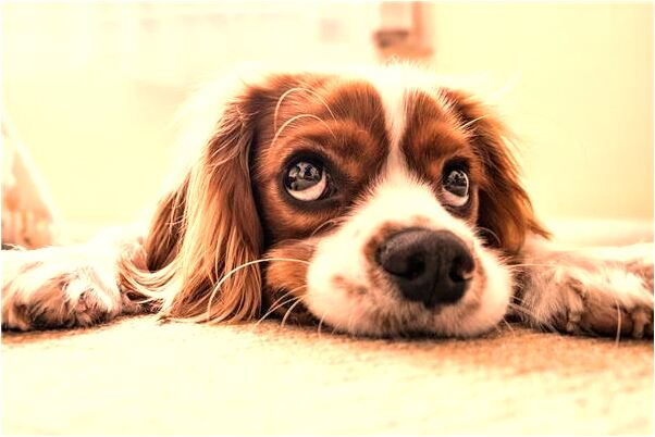 夢到了兩頭蛇纏身子什麼預兆_周公解夢官網