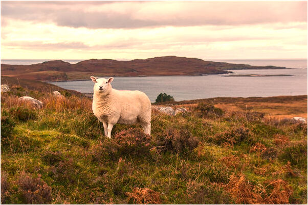 夢見踢貓產仔是好事還是壞事_周公解夢官網