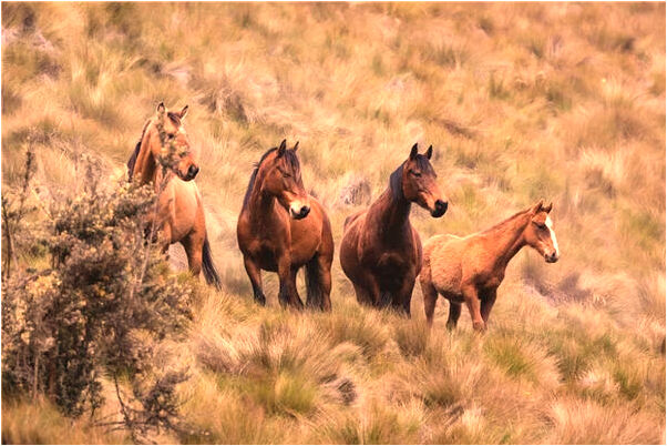 夢見別人最後把小鯽魚放了有什麼意義嗎_周公解夢官網