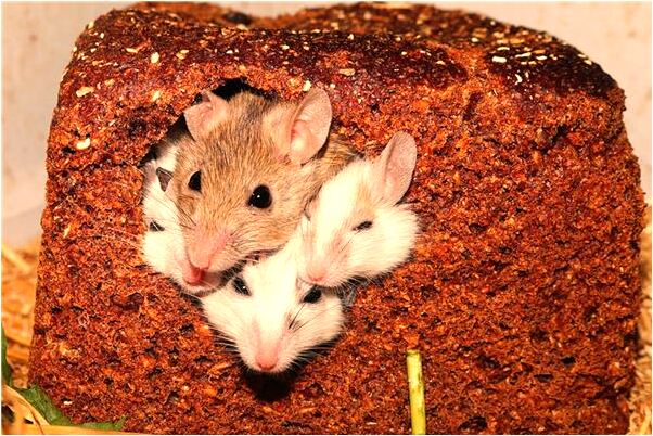 夢到領導辭職意味著什麼_周公解夢官網