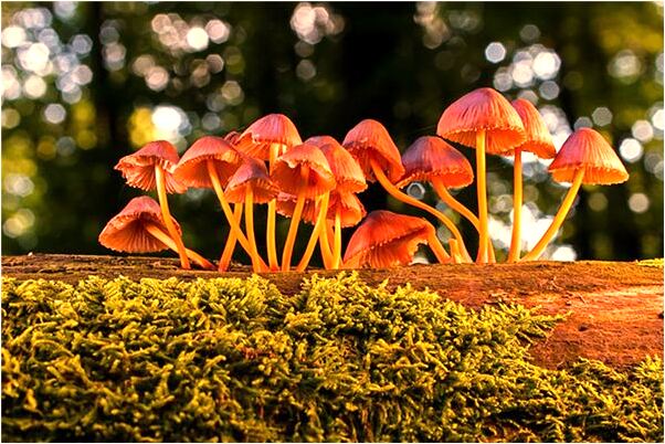 夢見狗趴在我身上很親切怎么說_周公解夢官網