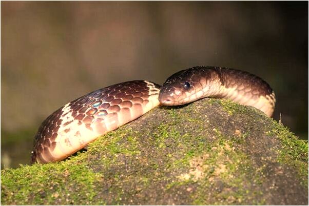 夢見我的頭髮長到了腰部是什麼徵兆_周公解夢官網