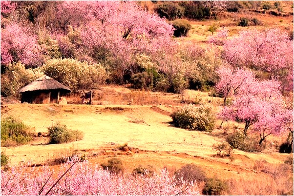 夢到了黃鱔咬到腳流血了有什麼徵兆_周公解夢官網