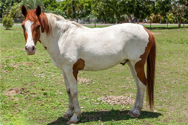 1978年生肖女人婚配是誰_十二生肖