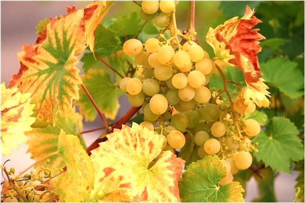 夢見好多熟預示著什麼_周公解夢官網