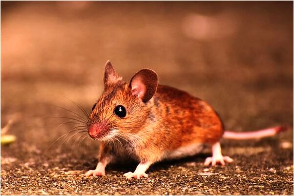 夢見領導說明年工作調整是什麼預兆_周公解夢官網