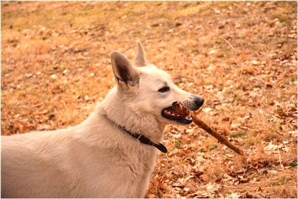 夢到了鐵蛇纏著代表什麼_周公解夢官網
