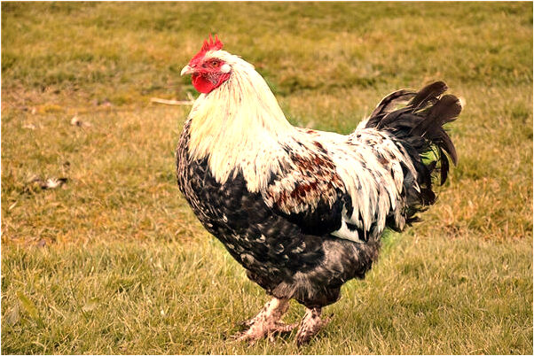 夢見孩子掉糞坑有何寓意_周公解夢官網