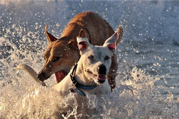 夢見狗咬到自己會有什麼預兆_周公解夢