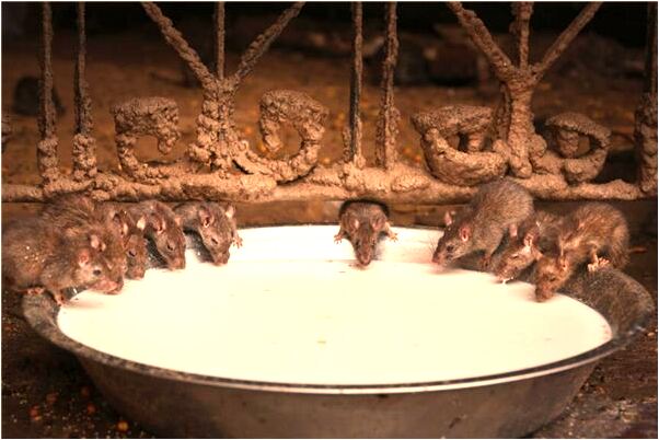 夢到了恐怖醫院啥意思_周公解夢官網