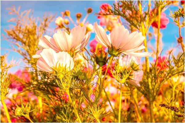 夢到別人幫自己剪頭髮有何寓意_周公解夢官網