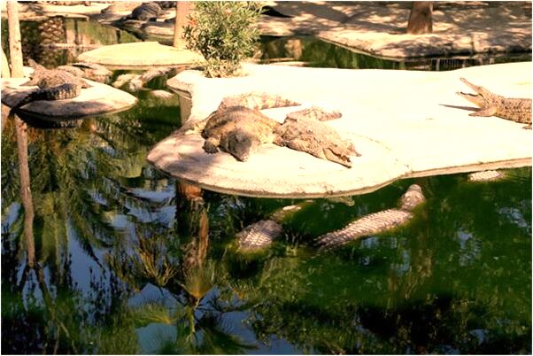 夢見在外面住在農村是什麼兆頭_周公解夢官網