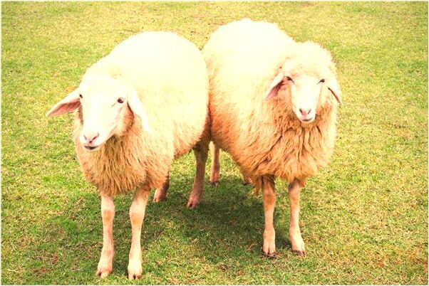 夢到抱人家小孩特別可愛是凶兆還是吉兆_周公解夢官網