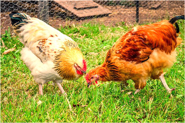 夢到了老公偷情預兆了什麼嗎_周公解夢官網