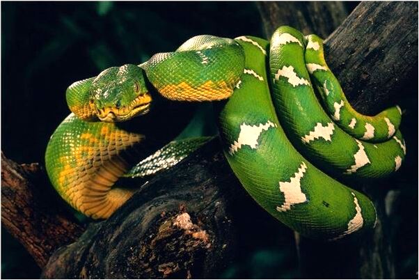 夢見要去打鬼子有什麼徵兆_周公解夢官網