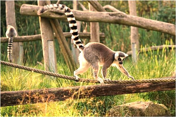 夢見別人送我核桃意味著什麼_周公解夢官網